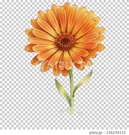 Watercolor calendula flower orange petal botanical art herb plant healing calm mood 136234153