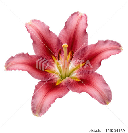 Pink lily flower, lily petal, lily stamen, fresh lily bloom, soft floral beauty 136234189