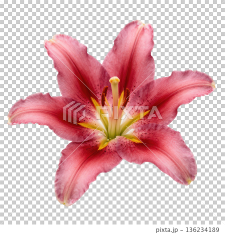Pink lily flower, lily petal, lily stamen, fresh lily bloom, soft floral beauty 136234189