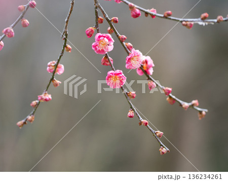早春に咲く枝垂れ梅の花 136234261