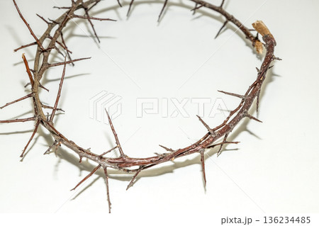 A branch with very sharp thorns in white background. Thorns for the frame to use in design A branch with very sharp thorns in white background. Thorns for the frame to use in design 136234485