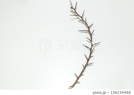 A branch with very sharp thorns in white background. Thorns for the frame to use in design A branch with very sharp thorns in white background. Thorns for the frame to use in design 136234488