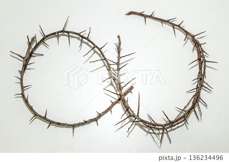 A branch with very sharp thorns in white background. Thorns for the frame to use in design 136234496