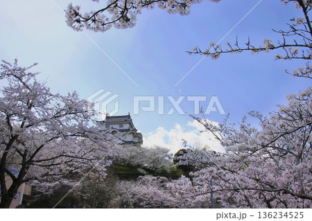 満開の桜の向こうに城、青空は全てを照らし 136234525