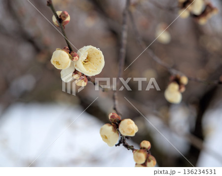 寒い1月に咲き始めた美しい白い梅の花「白牡丹（ハクボタン）」 136234531