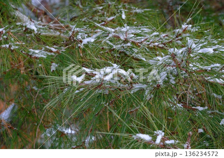 風雪に耐える五稜郭のアカマツ 136234572