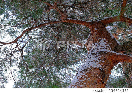 風雪に耐える五稜郭のアカマツ 風雪に耐える五稜郭のアカマツ 136234575