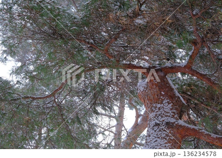 風雪に耐える五稜郭のアカマツ 風雪に耐える五稜郭のアカマツ 136234578