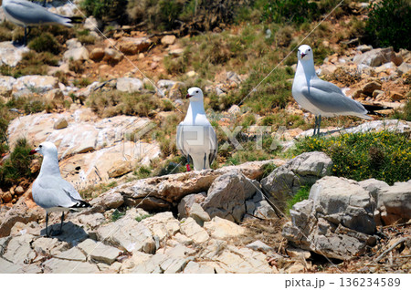 Audouin's Gull (Larus audouinii), Greece 136234589