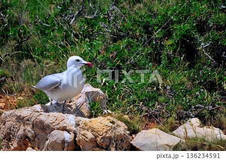 Audouin's Gull (Larus audouinii), Greece Audouin's Gull (Larus audouinii), Greece 136234591