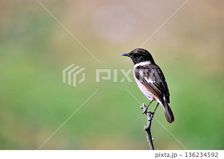 A Common Stonechat (Saxicola rubicola), Crete A Common Stonechat (Saxicola rubicola), Crete 136234592