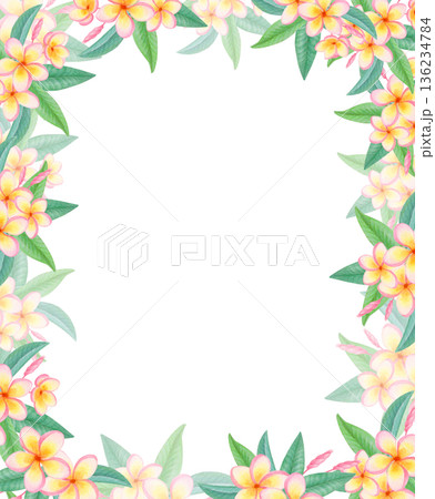 Watercolor rectangular tropical frame with plumeria flowers isolated on white. Exotic floral border with frangipani blossoms. Watercolor rectangular tropical frame with plumeria flowers isolated on white. Exotic floral border with frangipani blossoms. 136234784