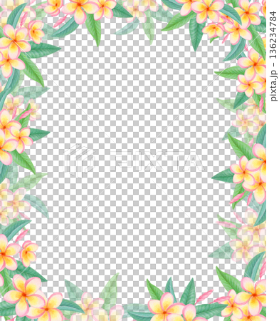 Watercolor rectangular tropical frame with plumeria flowers isolated on white. Exotic floral border with frangipani blossoms. Watercolor rectangular tropical frame with plumeria flowers isolated on white. Exotic floral border with frangipani blossoms. 136234784