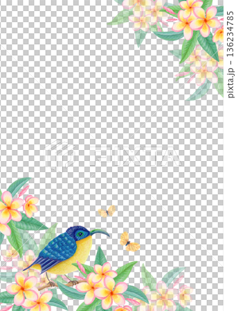 Watercolor tropical frame with exotic bird, plumeria flowers and butterflies. Floral wildlife border with frangipani blossoms. Watercolor tropical frame with exotic bird, plumeria flowers and butterflies. Floral wildlife border with frangipani blossoms. 136234785