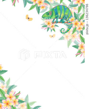 Watercolor tropical frame with chameleon, plumeria flowers and exotic butterflies. Floral wildlife border with frangipani blossoms 136234786