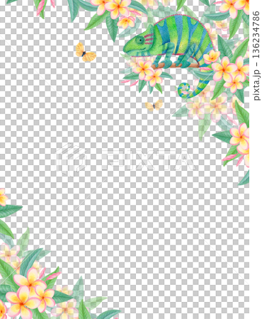 Watercolor tropical frame with chameleon, plumeria flowers and exotic butterflies. Floral wildlife border with frangipani blossoms 136234786