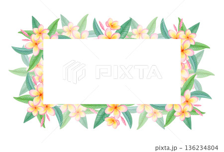 Watercolor rectangular tropical frame with plumeria flowers isolated on white. Exotic floral border with frangipani blossoms. 136234804