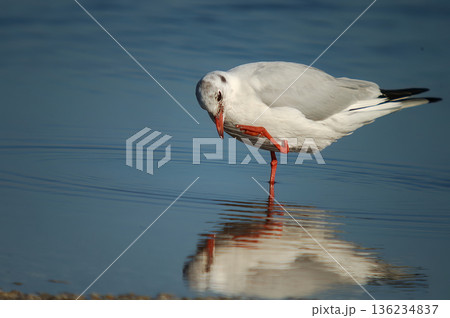 Black-headed Gull (Larus ridibundus), Greece 136234837