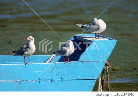 Black-headed Gull (Larus ridibundus), Greece Black-headed Gull (Larus ridibundus), Greece 136234840