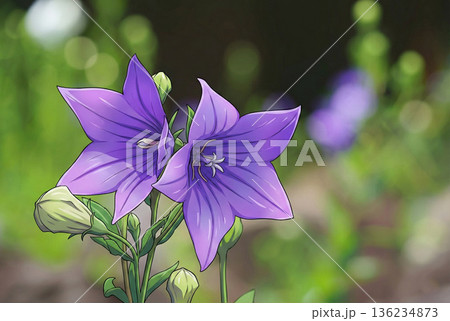 桔梗・アニメ風 桔梗・アニメ風 136234873