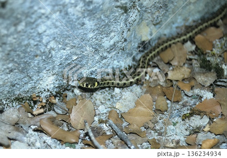 Grass snake (Natrix natrix), Greece 136234934