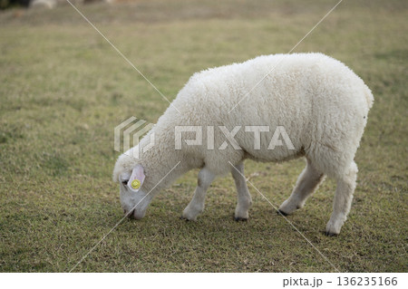 The lambs were peacefully grazing on the lush green lawn of a farm. The lambs were peacefully grazing on the lush green lawn of a farm. 136235166