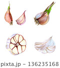 Watercolor garlic cloves and bulbs study, delicate papery skins, halved bulb showing interior segments, soft pink and white hues, hand-painted brushstrokes, rustic tabletop composition, fresh organic 136235168