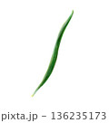 Single scallion leaf on white background, elongated curve creates dynamic line, watercolor technique emphasizes texture and vibrant green color, ideal for branding packaging and botanical concept 136235173