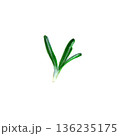Watercolor illustration of a fresh rosemary sprig on a white background. Lush green leaves and delicate stems, perfect for decorating menus and packaging, with a minimalist design style 136235175