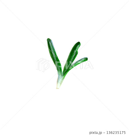 Watercolor illustration of a fresh rosemary sprig on a white background. Lush green leaves and delicate stems, perfect for decorating menus and packaging, with a minimalist design style 136235175