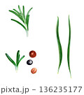 Fresh rosemary sprig and peppercorns isolated on white background, simple culinary still life with chive accents, crisp shadowless lighting, editorial flatlay for menu and social media, versatile 136235177