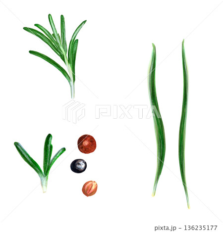 Fresh rosemary sprig and peppercorns isolated on white background, simple culinary still life with chive accents, crisp shadowless lighting, editorial flatlay for menu and social media, versatile 136235177