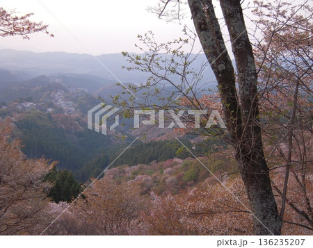 奈良県、吉野山の桜の風景 奈良県、吉野山の桜の風景 136235207