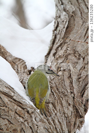 ヤマゲラ ♂ キツツキ 山啄木鳥、山緑啄木鳥 北海道の野鳥 ヤマゲラ ♂ キツツキ 山啄木鳥、山緑啄木鳥 北海道の野鳥 136235280