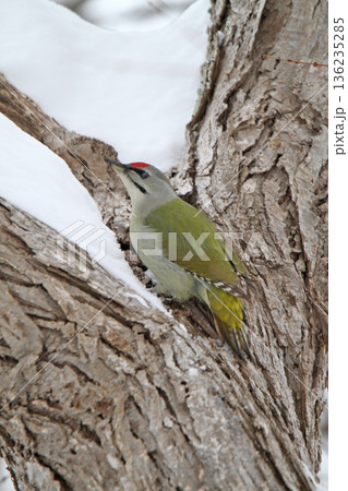 ヤマゲラ　♂　キツツキ　山啄木鳥、山緑啄木鳥　北海道の野鳥 136235285
