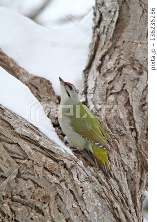ヤマゲラ　♂　キツツキ　山啄木鳥、山緑啄木鳥　北海道の野鳥 136235286