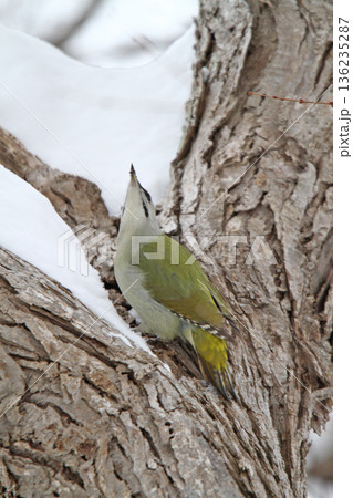 ヤマゲラ ♂ キツツキ 山啄木鳥、山緑啄木鳥 北海道の野鳥 ヤマゲラ ♂ キツツキ 山啄木鳥、山緑啄木鳥 北海道の野鳥 136235287