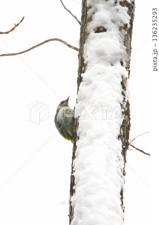 ヤマゲラ ♂ キツツキ 山啄木鳥、山緑啄木鳥 北海道の野鳥 ヤマゲラ ♂ キツツキ 山啄木鳥、山緑啄木鳥 北海道の野鳥 136235293