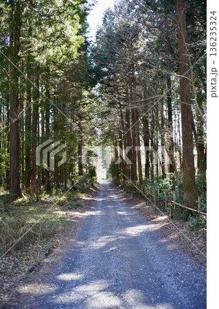 木々に囲まれた道 木々に囲まれた道 136235324