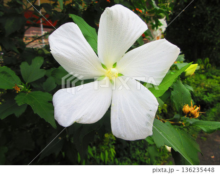 白花モミジアオイの風景 136235448