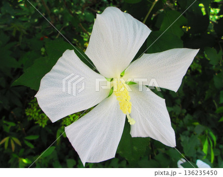 白花モミジアオイの風景 136235450