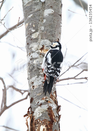 エゾアカゲラ　アカゲラ　♀　キツツキ　北海道野鳥 136235454