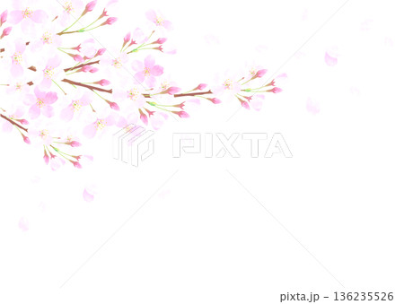 満開の桜の背景イラスト 満開の桜の背景イラスト 136235526