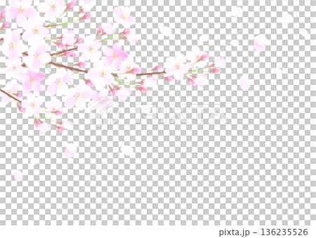 満開の桜の背景イラスト 満開の桜の背景イラスト 136235526