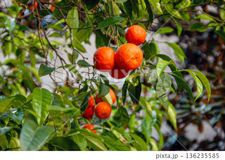 Fresh oranges grow on a tree in a sunny garden during the daytime 136235585