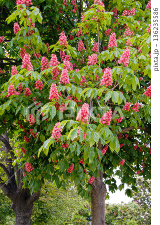 Flowers bloom on a tree during spring in a city park with green leaves and bright colors Flowers bloom on a tree during spring in a city park with green leaves and bright colors 136235586