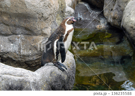 Penguin stands on rock near water during daytime 136235588