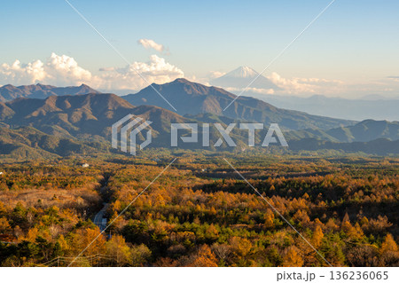 秋の清里高原から望む富士山と紅葉するカラマツ林の絶景 136236065