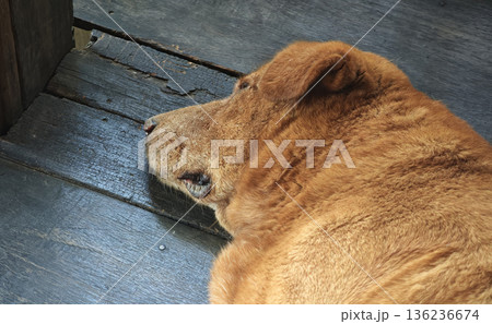 Close up face of a brown dog lay sleeping on the wooden floor. Close up face of a brown dog lay sleeping on the wooden floor. 136236674