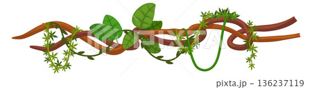 Twisted jungle branches border with wild creepers hanging Twisted jungle branches border with wild creepers hanging 136237119